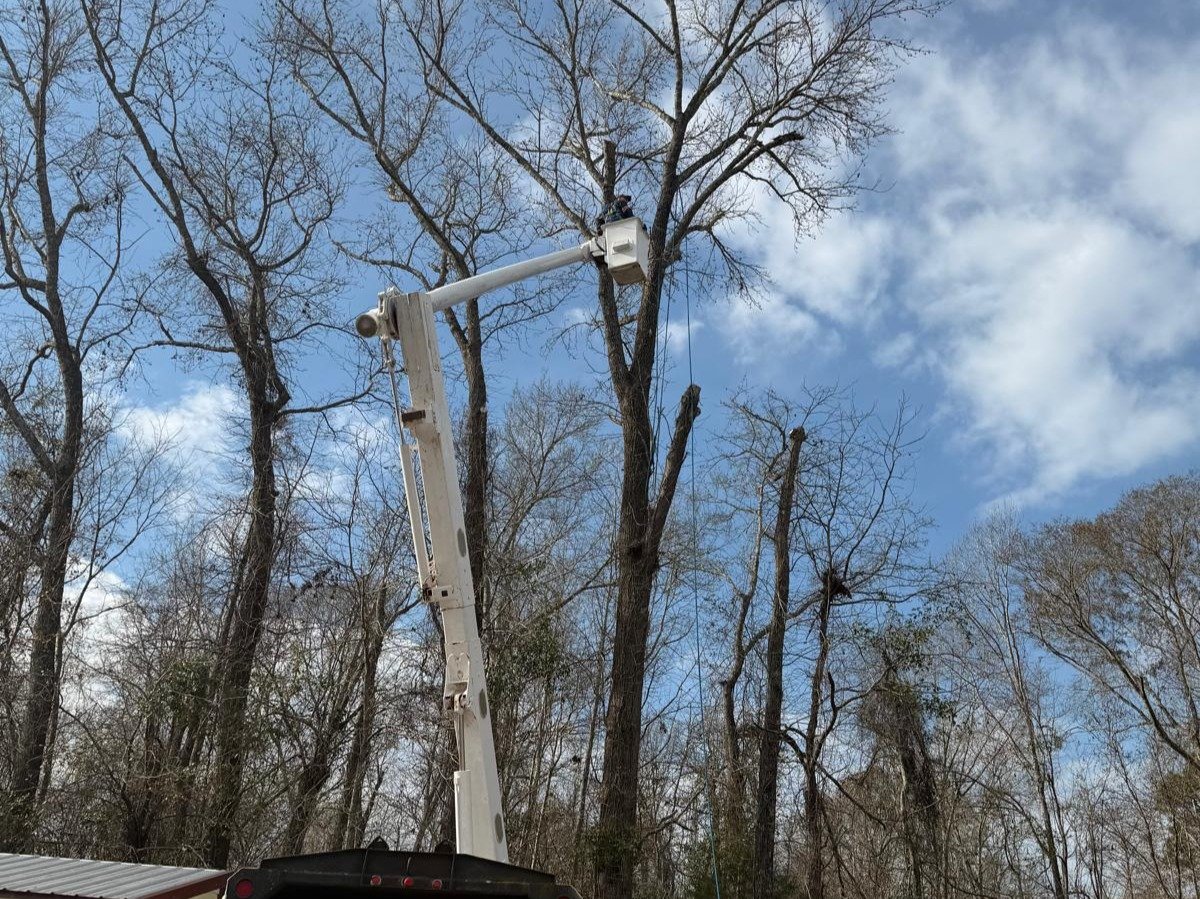 El Costeño Tree Service LLC